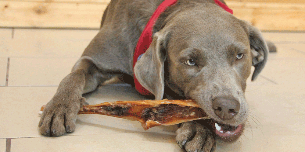Hund kaut zufrieden auf einem Ochsenziemer