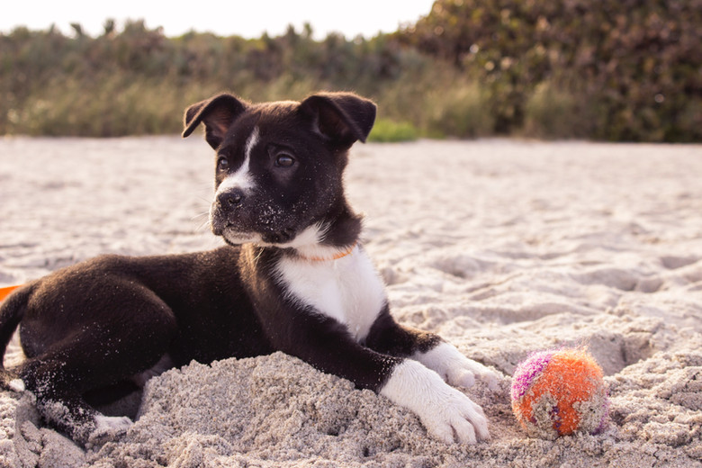 Hund spielt am Strand mit einem Spielzeug