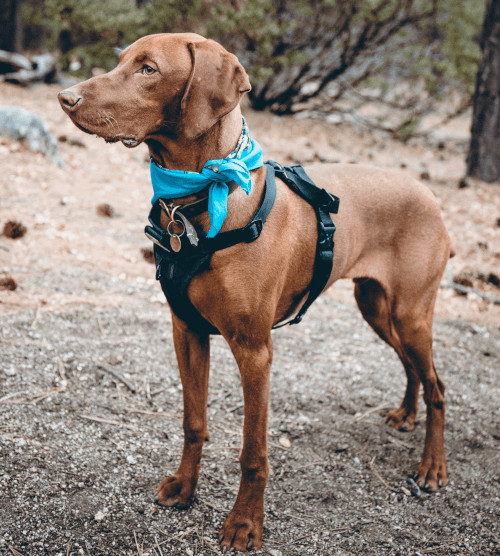 Vizsla Hund trägt ein passgenaues Hundegeschirr