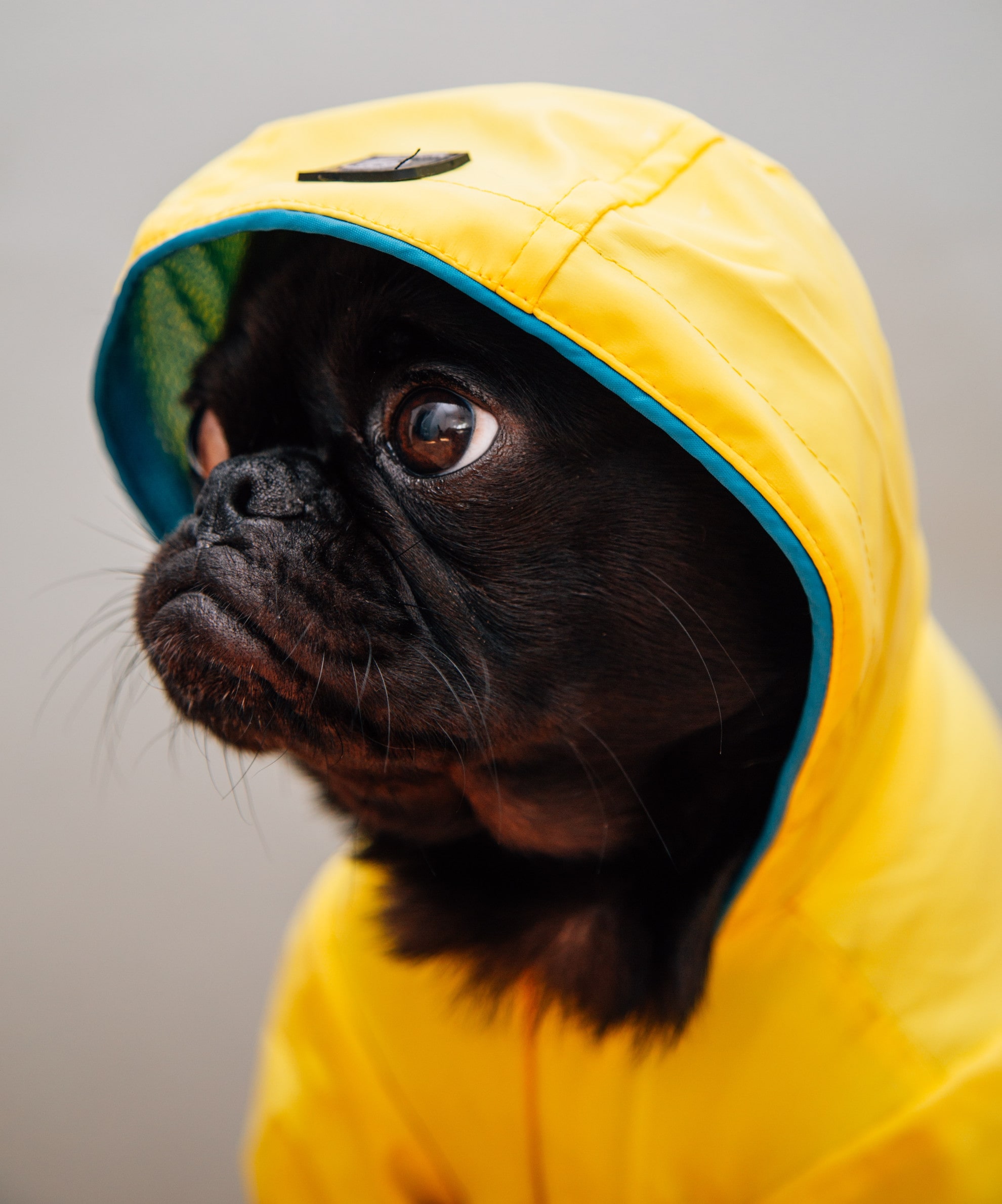 Mops im gelben Hunderegenmantel