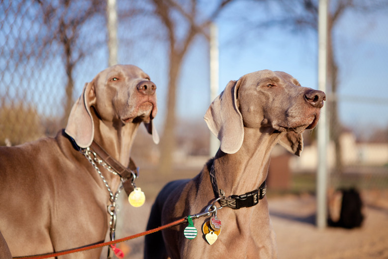Zwei Weimaraner Hunde mit Halsband und Leine