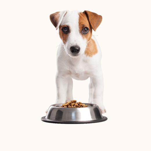 Jack Russell Welpe sitzt hinter Fressnapf mit Hundefutter
