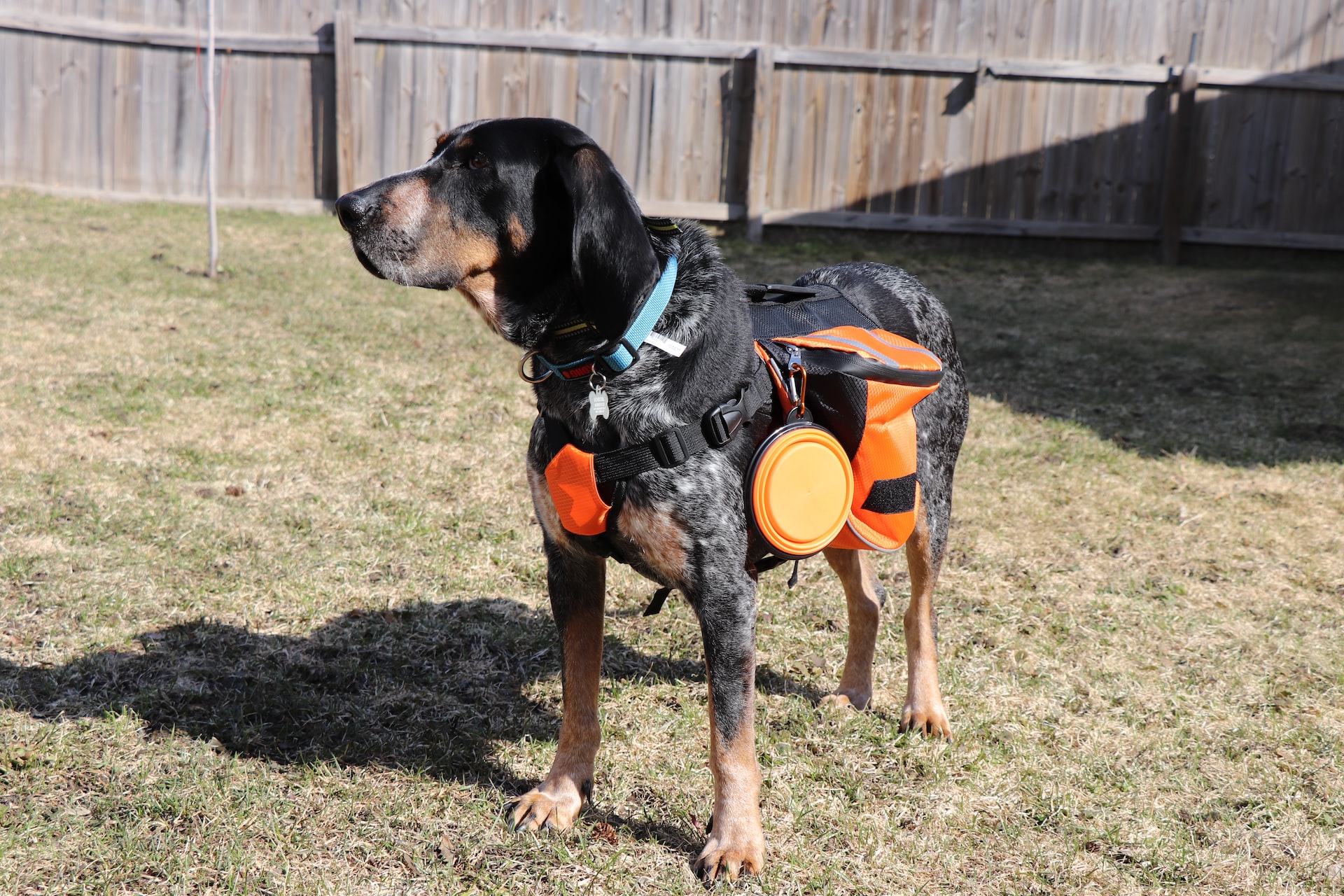 Hund mit Packtasche und Outdoor-Ausrüstung im Garten