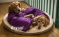 Preview: Dryup Cape Hundebademantel bilberry lila