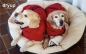 Preview: DRYUP Cape Hundebademantel pepper rot