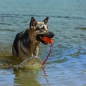 Preview: KONG Aqua Hundespielzeug