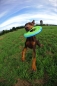 Preview: Chuckit! Zipflight Hundefrisbee
