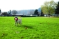 Preview: Chuckit! Fetch Wheel