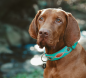 Preview: Dog with a Mission Halsband Janis