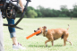 Preview: Chuckit! Air Fetch Stick