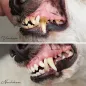 Preview: REAVET Denta Vital Pulver für Hunde & Katzen 150g | Zahnstein & Mundgeruch