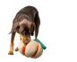 Preview: Hunter Hundespielzeug Venice – Kürbis (Beige/Orange, 22 cm)