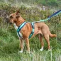 Preview: annyx Führleine Bolt Fun Classic Ozean – 3 Meter, 4-fach verstellbar & gepolstert