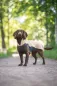 Preview: JumppaPomppa Fleece Hundepullover – Sand