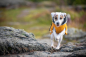 Preview: PerusPomppa Hunde Wintermantel curry