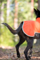 Preview: SporttiPomppa Softshell-Hundemantel Habanero