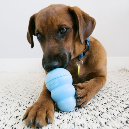 KONG Puppy Welpenspielzeug