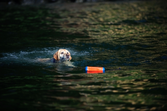 Chuckit! Amphibious Bumper - Wasserspielzeug