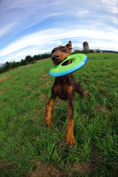 Chuckit! Zipflight Hundefrisbee