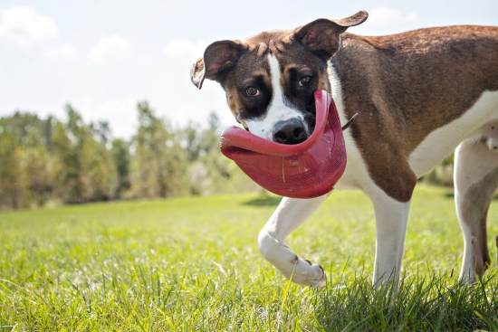 KONG Flyer Hundefrisbee
