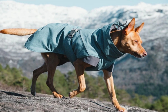 HURTTA Expedition Hunde-Wintermantel bilberry blau
