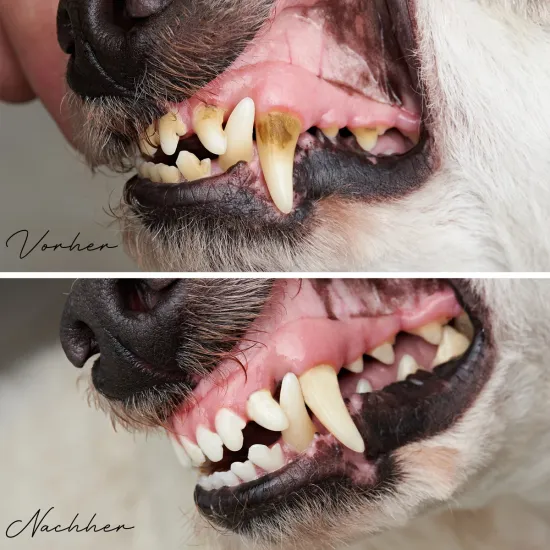 Preview: REAVET Denta Vital Pulver für Hunde & Katzen 150g | Zahnstein & Mundgeruch