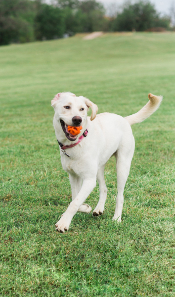 Preview: Chuckit! Air Fetch Ball – Der atmungsaktive Hundeball für maximalen Apportierspaß