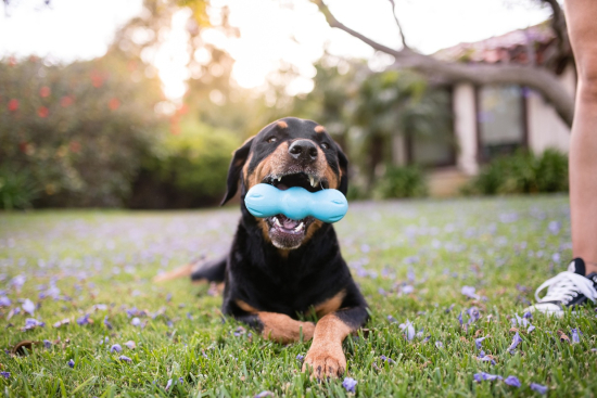 Preview: West Paw Rumpus – Extrem robustes Hunde-Kauspielzeug mit 3 Kauzonen