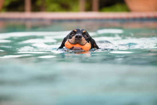 West Paw Rumpus – Extrem robustes Hunde-Kauspielzeug mit 3 Kauzonen