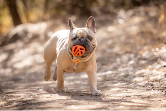 Preview: Chuckit! Air Fetch Ball – Der atmungsaktive Hundeball für maximalen Apportierspaß