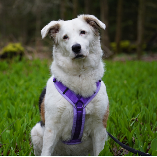 Preview: annyx Brustgeschirr Fun lavendel