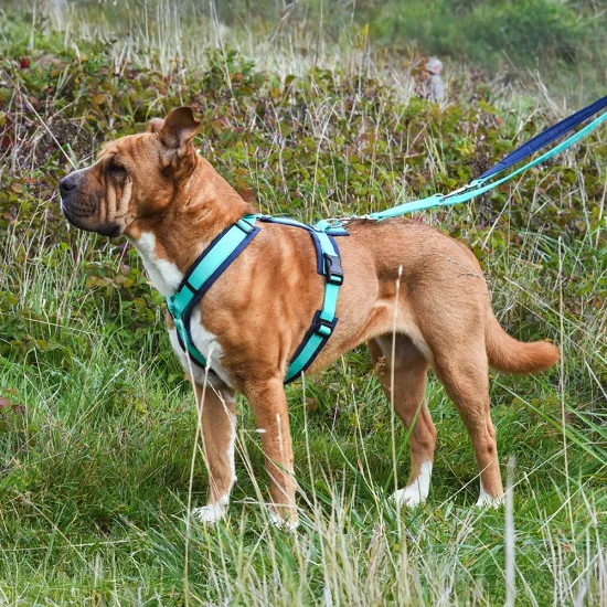 Preview: annyx Führleine Bolt Fun Classic Ozean – 3 Meter, 4-fach verstellbar & gepolstert