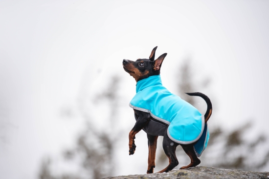 SporttiPomppa Softshell-Hundemantel artic