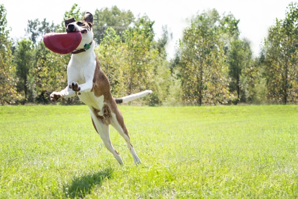 KONG Flyer Hundefrisbee