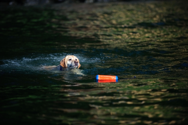 Chuckit! Amphibious Bumper - Wasserspielzeug