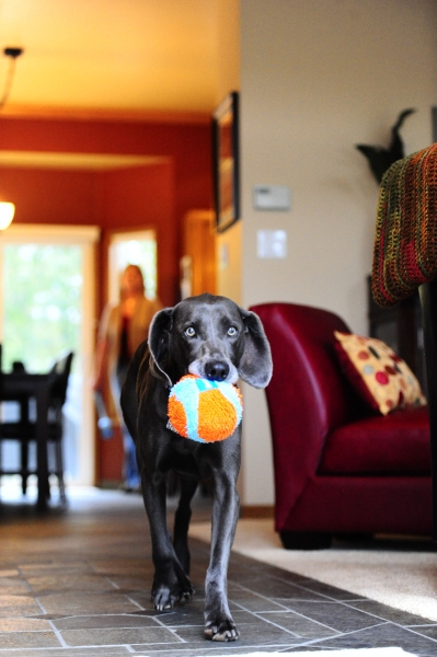 Chuckit! Indoor Ball