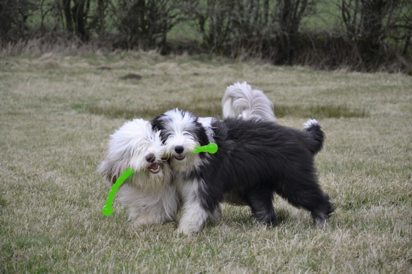 KONG Safestix Hundespielzeug