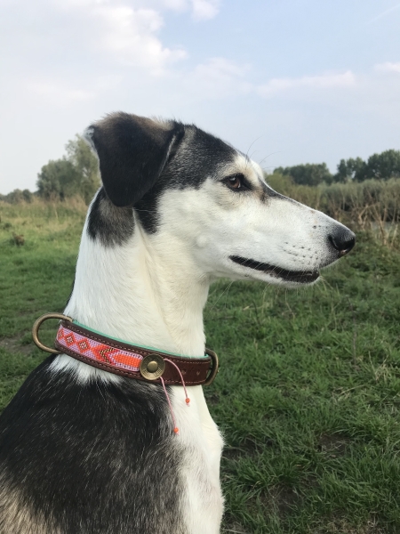 Dog with a Mission Halsband Sweet Mae