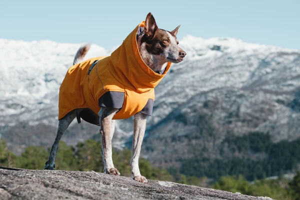 HURTTA Expedition Hunde-Wintermantel buckthorn orange
