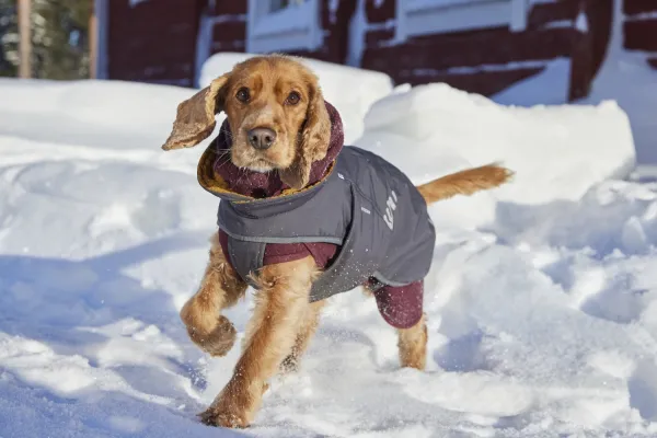 Hurtta Hundejacke Hundemantel Walk All-Season Jacket – Blackberry (Dunkelgrau)