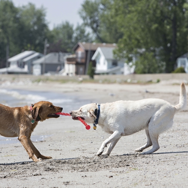 KONG Safestix Hundespielzeug