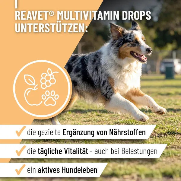 REAVET Multivitamin für Hunde Drops 350g (140 Stk.) | Vitamine für Hunde & Immunsystem Snack