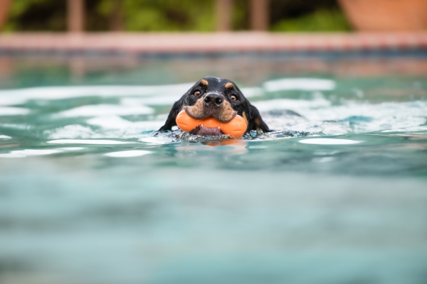 West Paw Rumpus – Extrem robustes Hunde-Kauspielzeug mit 3 Kauzonen