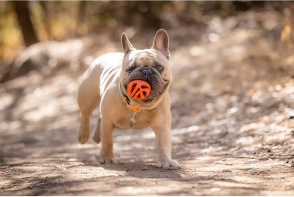 Chuckit! Air Fetch Ball – Der atmungsaktive Hundeball für maximalen Apportierspaß