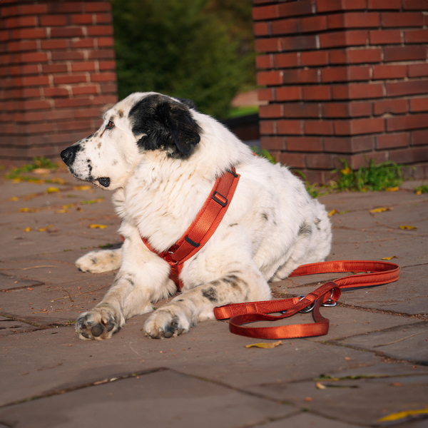 annyx Führleine Bolt Fun Classic Ahorn