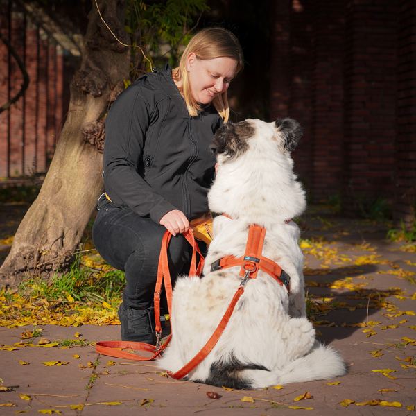 annyx Führleine Bolt Fun Classic Ahorn