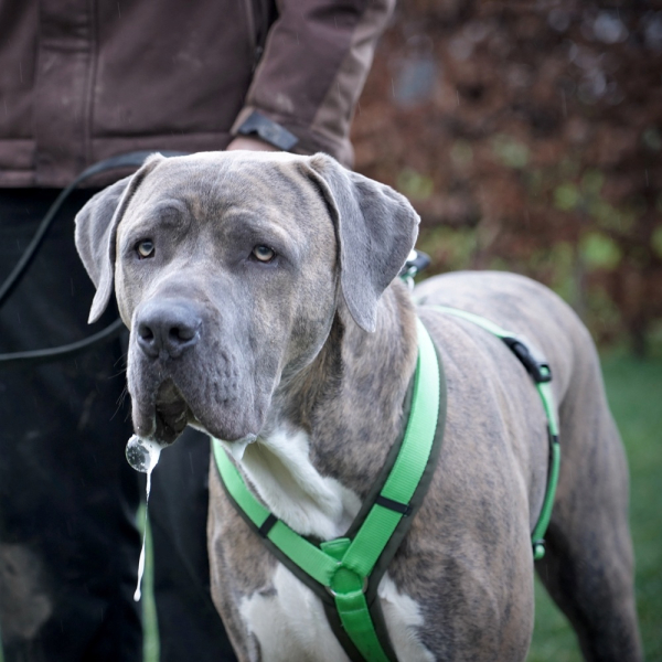 annyx Brustgeschirr Fun oliv/hellgrün