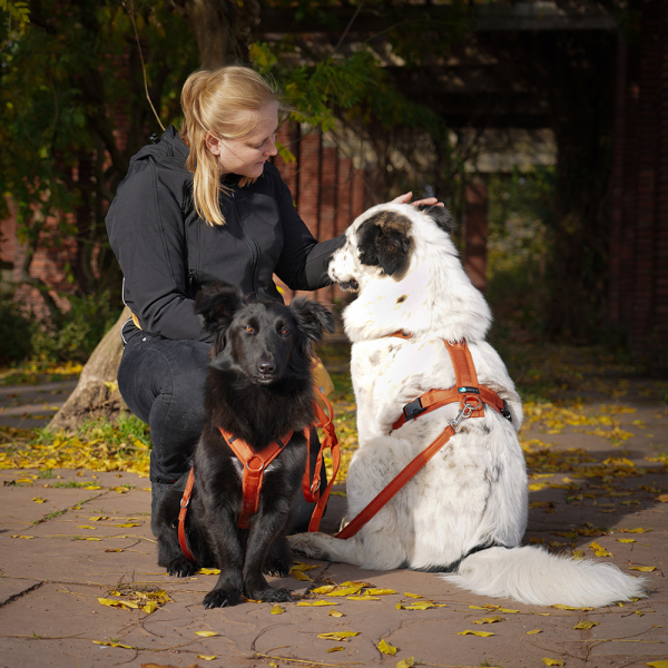 annyx Brustgeschirr Fun Ahorn