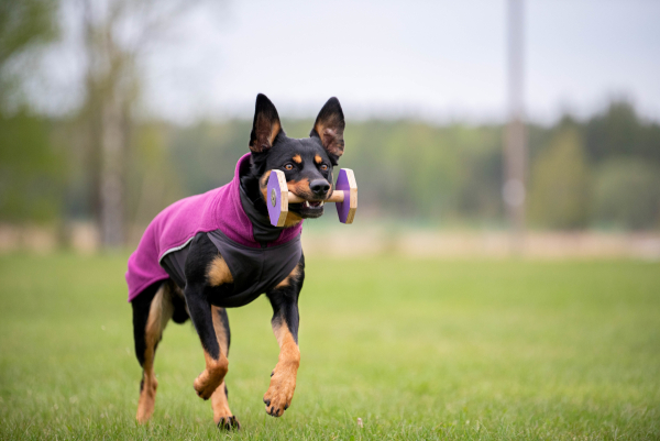 JumppaPomppa Fleece Pullover plum